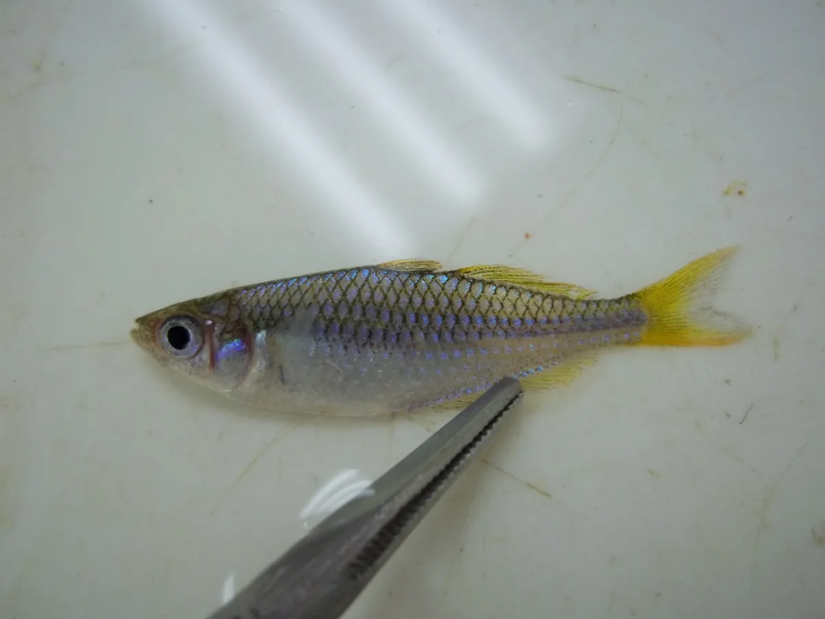 Foto de Melanotaenia praecox em ambiente natural ou aquário