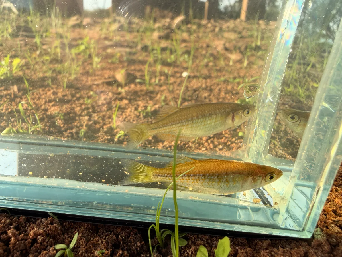 Foto de Melanotaenia splendida em ambiente natural ou aquário