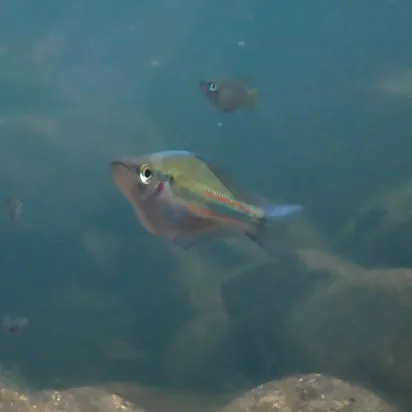 Foto de Melanotaenia trifasciata em ambiente natural ou aquário