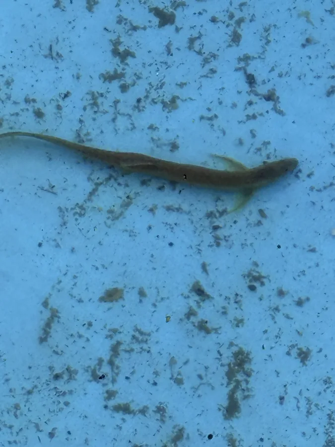Foto de Misgurnus anguillicaudatus em ambiente natural ou aquário
