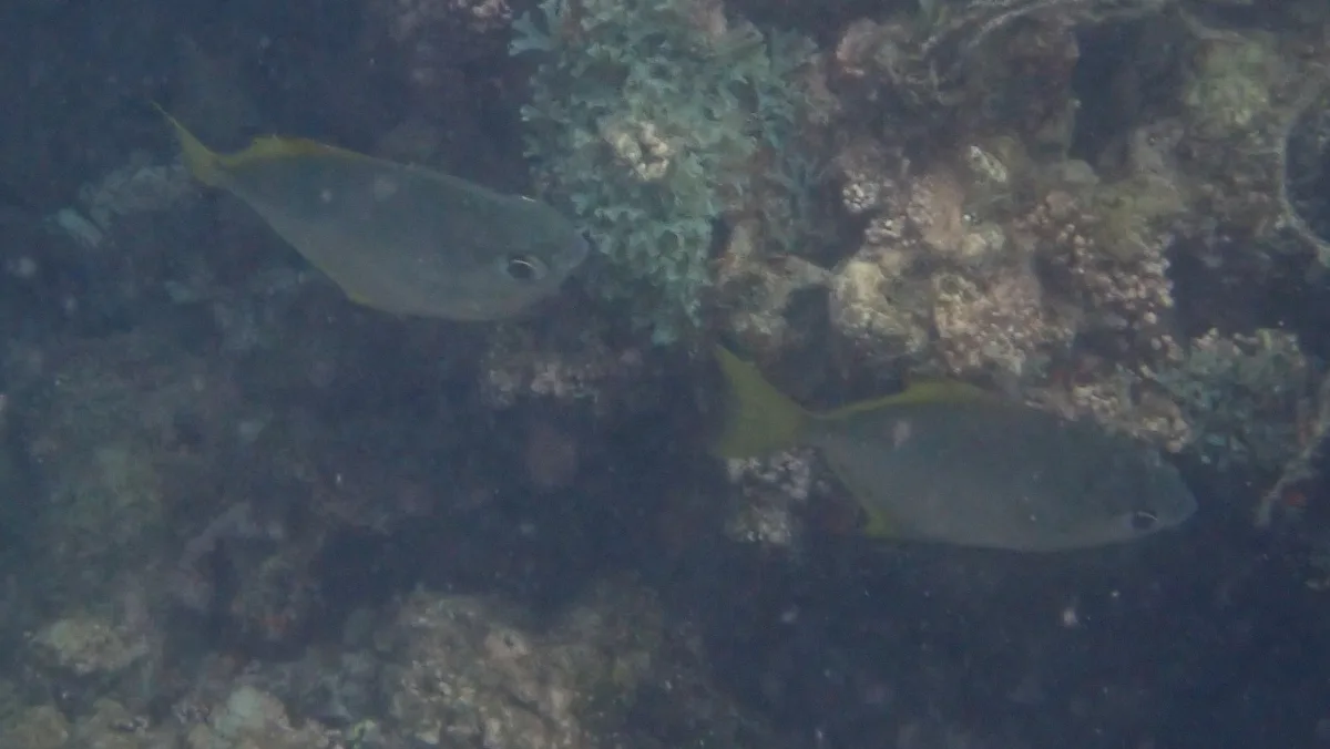 Foto de Monodactylus argenteus em ambiente natural ou aquário