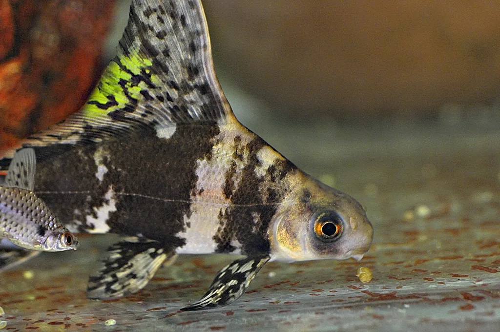 Foto de Myxocyprinus asiaticus em ambiente natural ou aquário