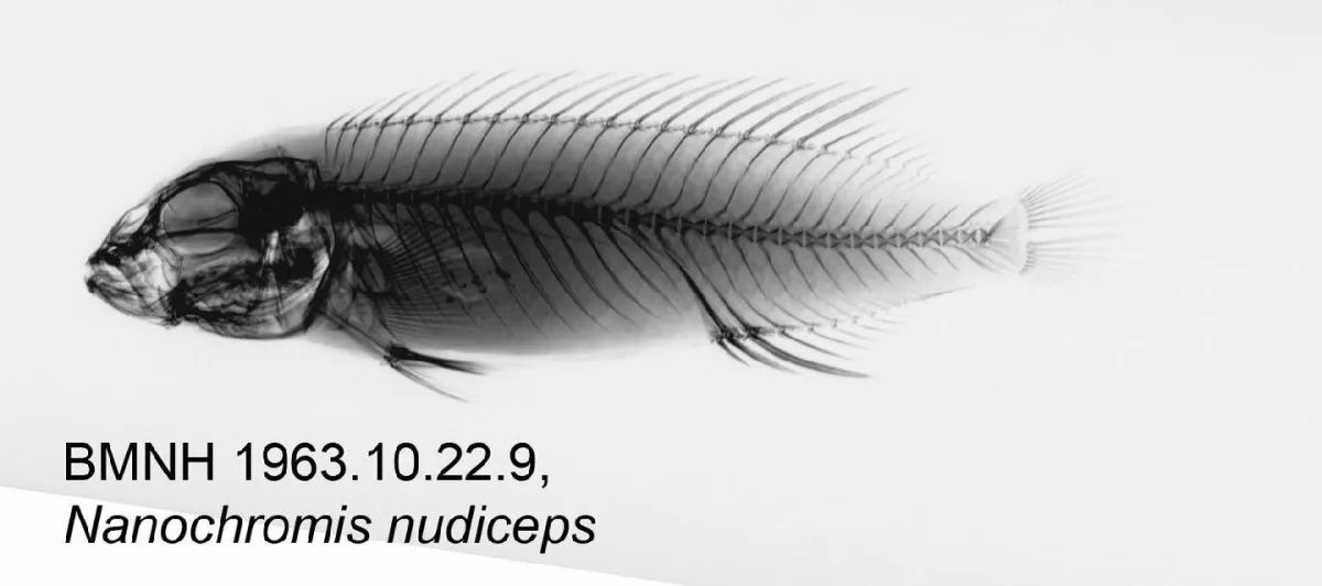 Foto de Nanochromis nudiceps em ambiente natural ou aquário