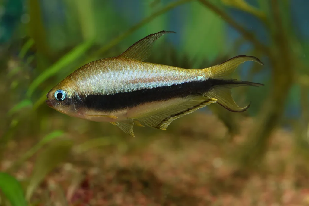 Foto de Nematobrycon palmeri em ambiente natural ou aquário
