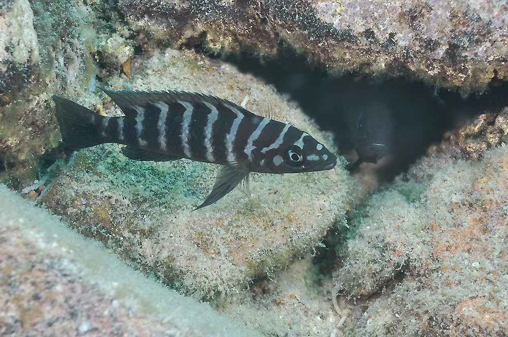 Foto de Neolamprologus cylindricus em ambiente natural ou aquário