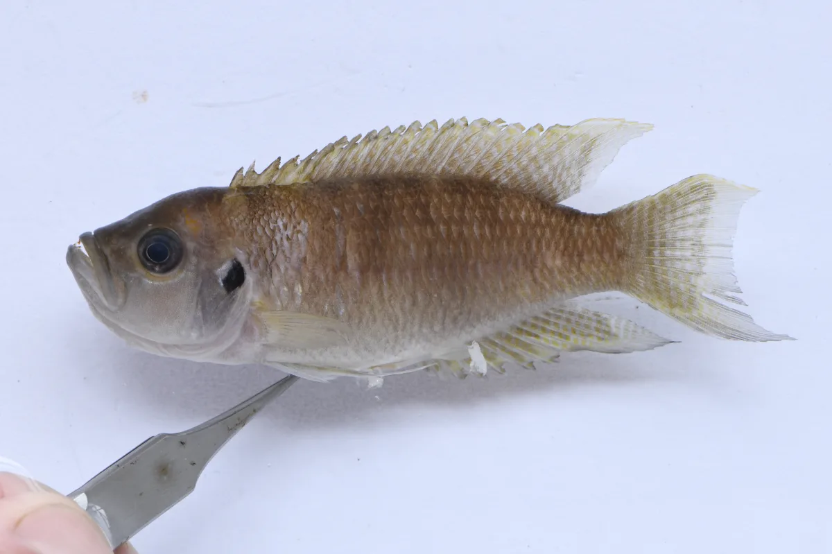 Foto de Neolamprologus brevis em ambiente natural ou aquário