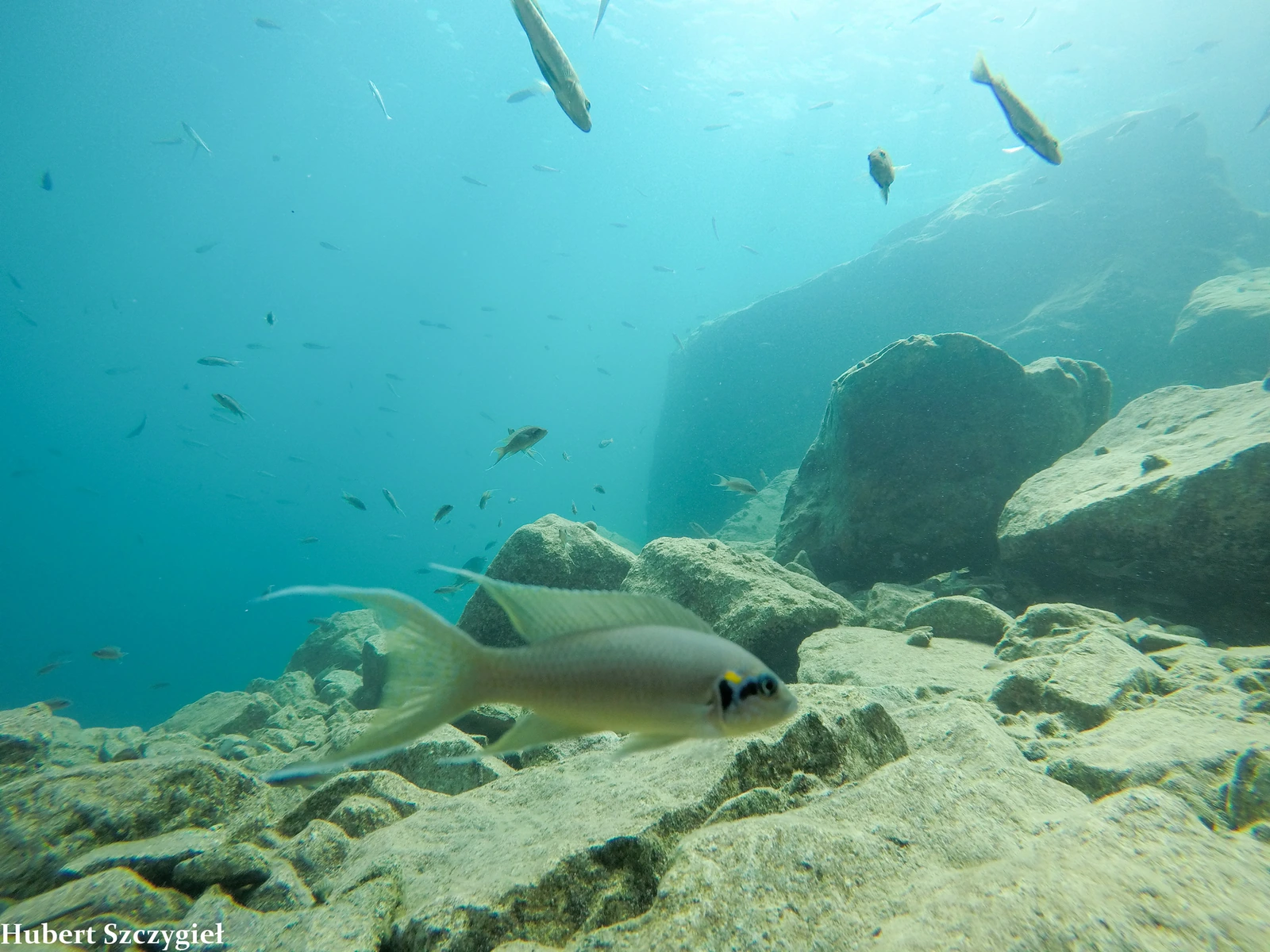 Foto de Neolamprologus brichardi em ambiente natural ou aquário