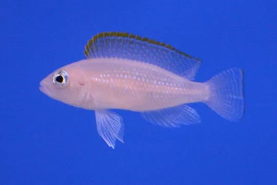 Foto de Neolamprologus caudopunctatus em ambiente natural ou aquário