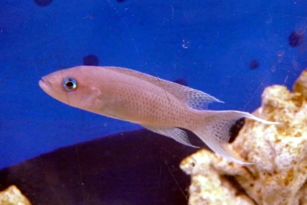 Foto de Neolamprologus gracilis em ambiente natural ou aquário