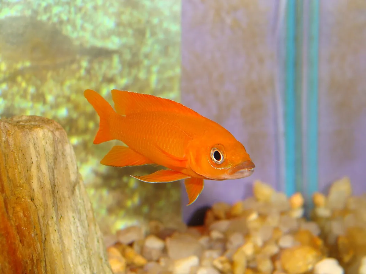 Foto de Neolamprologus leleupi em ambiente natural ou aquário