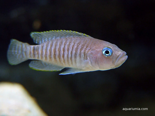 Foto de Neolamprologus multifasciatus em ambiente natural ou aquário