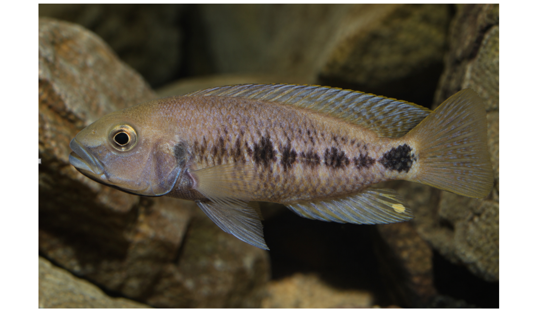 Foto de Neolamprologus pleuromaculatus em ambiente natural ou aquário