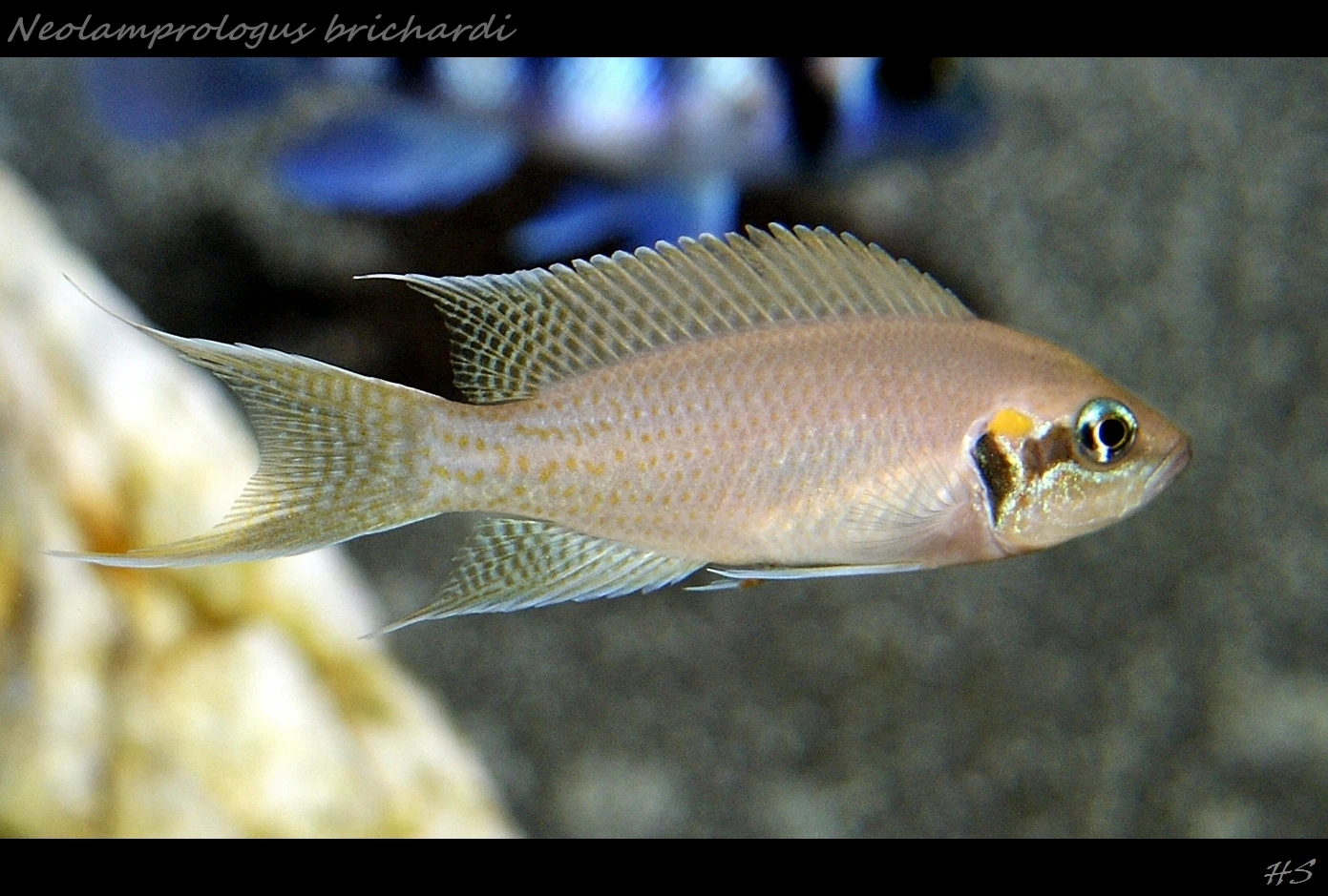 Foto de Neolamprologus pulcher em ambiente natural ou aquário
