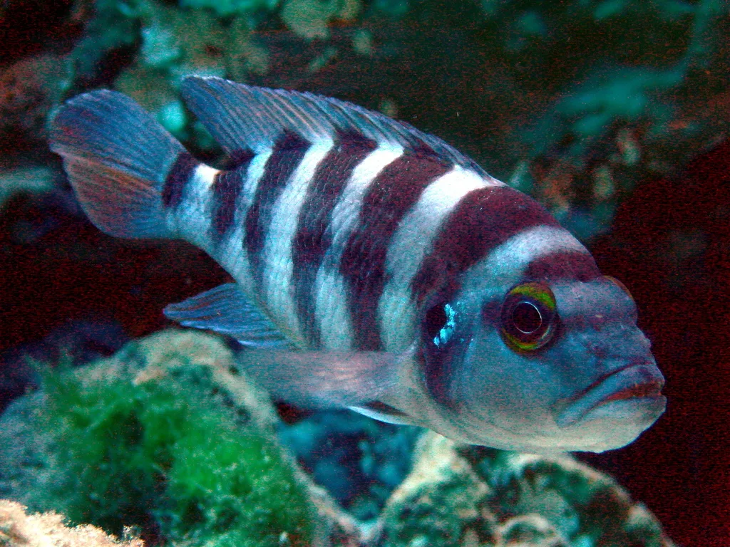 Foto de Neolamprologus sexfasciatus em ambiente natural ou aquário