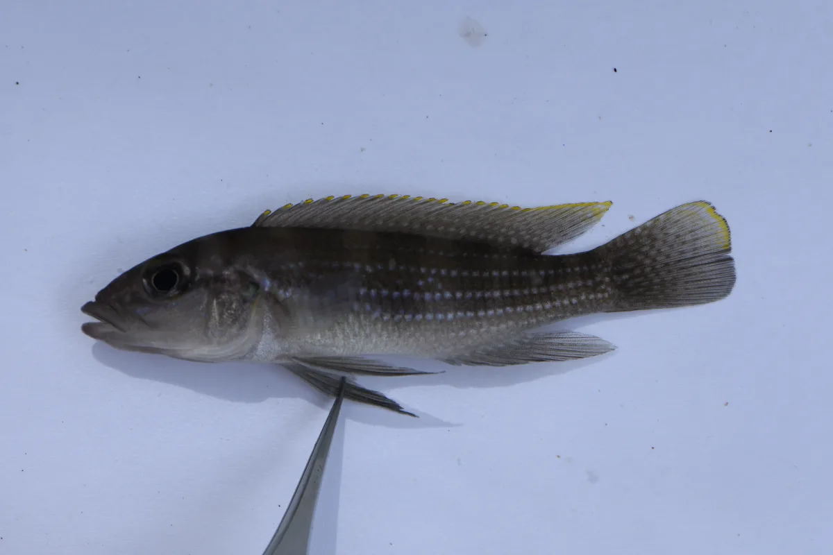 Foto de Neolamprologus tetracanthus em ambiente natural ou aquário