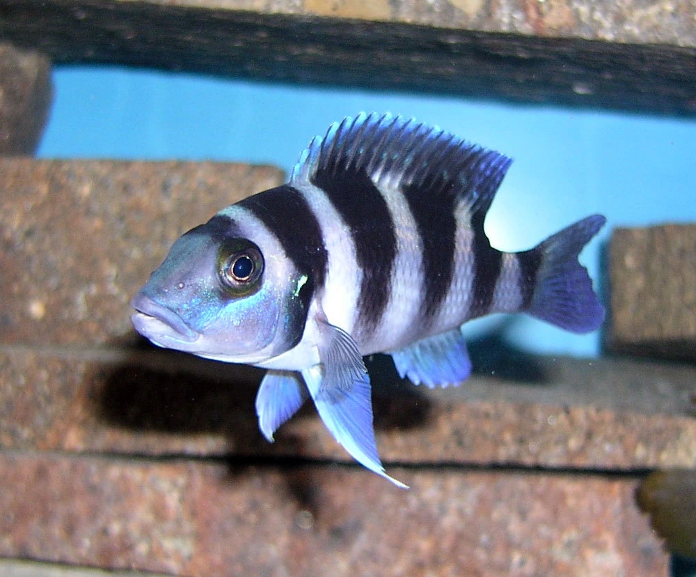 Foto de Neolamprologus tretocephalus em ambiente natural ou aquário