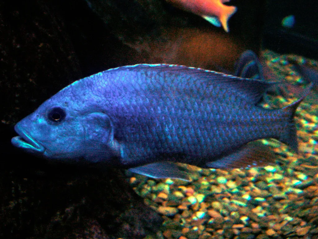 Foto de Nimbochromis fuscotaeniatus em ambiente natural ou aquário