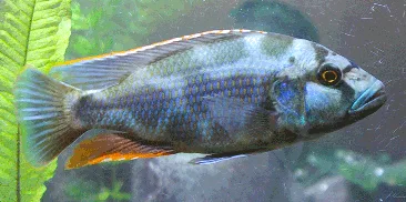 Foto de Nimbochromis livingstonii em ambiente natural ou aquário