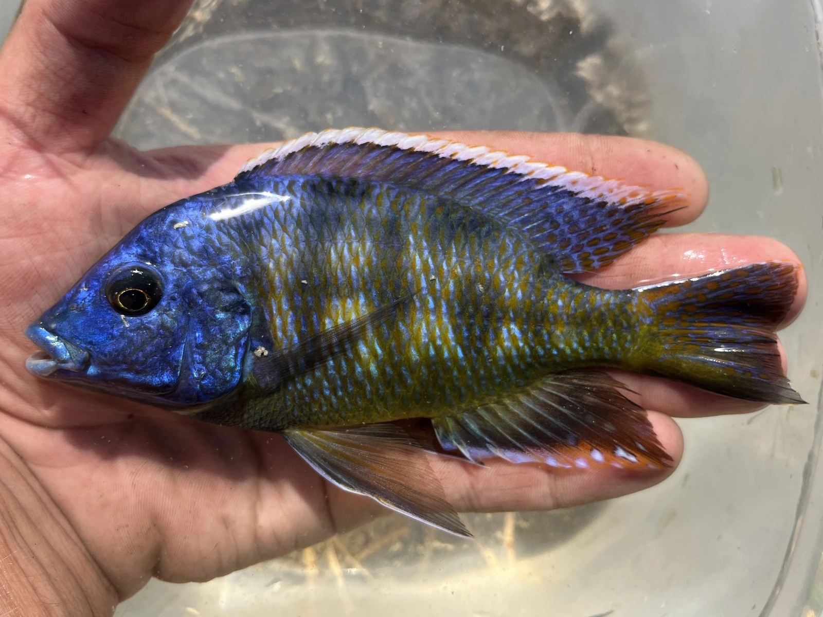Foto de Nimbochromis venustus em ambiente natural ou aquário