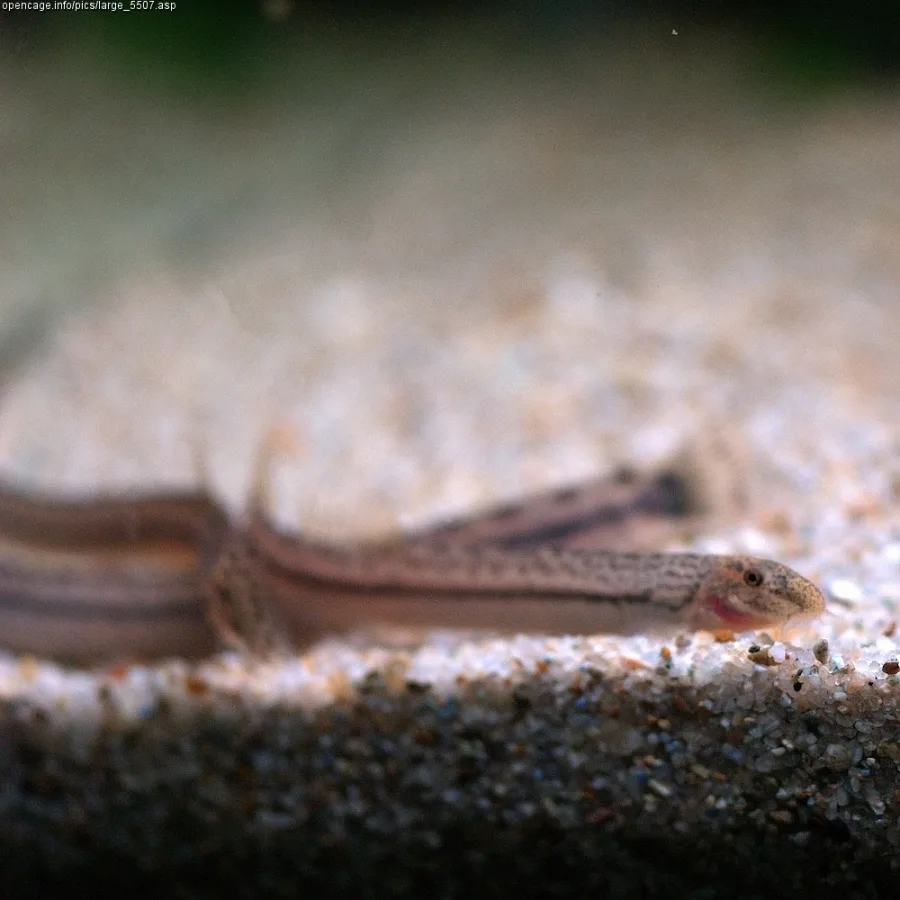Foto de Niwaella delicata em ambiente natural ou aquário