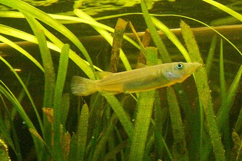 Foto de Nomorhamphus liemi em ambiente natural ou aquário