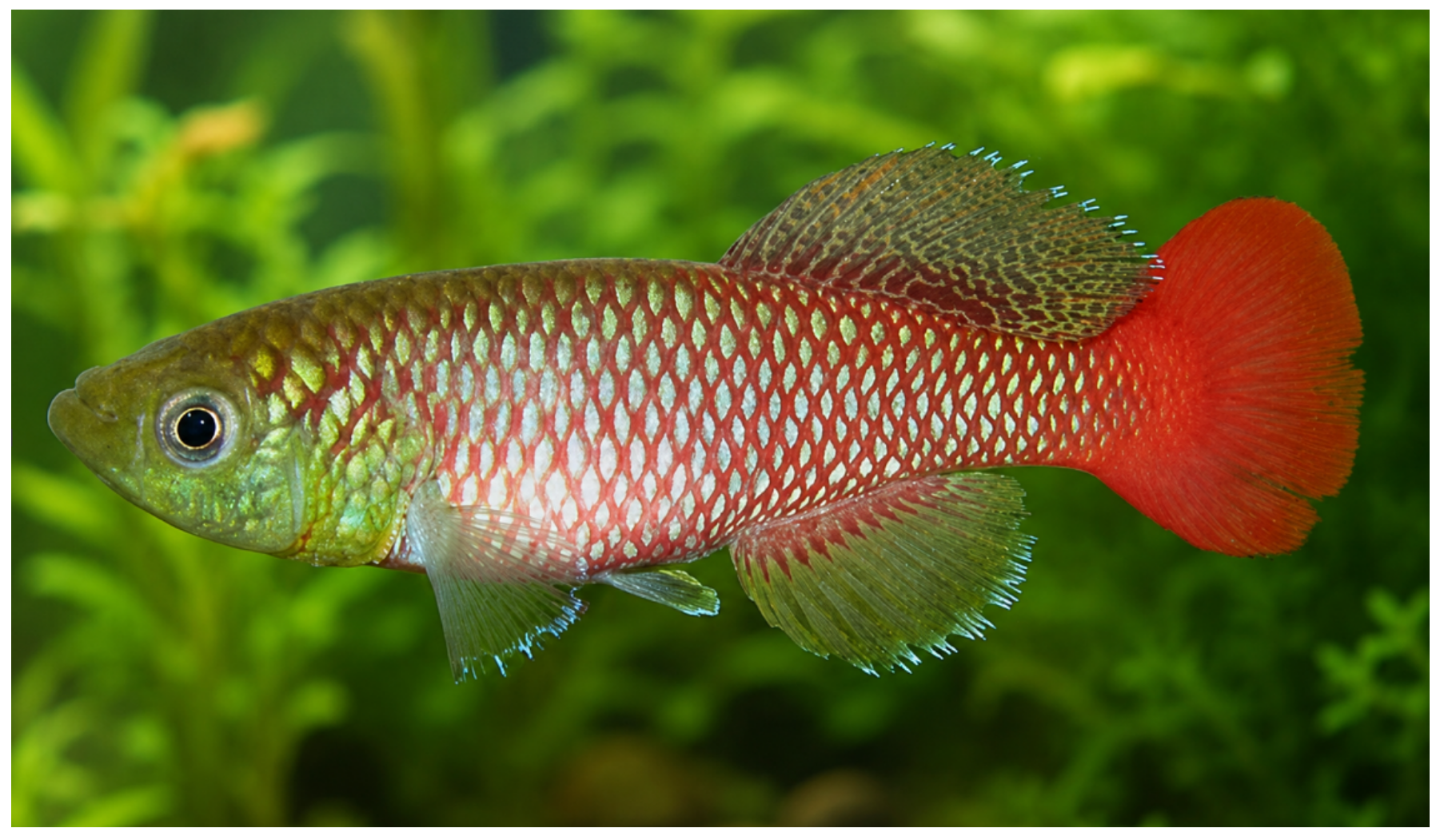 Foto de Nothobranchius elongatus em ambiente natural ou aquário