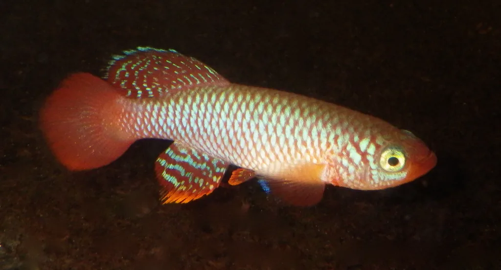 Foto de Nothobranchius flammicomantis em ambiente natural ou aquário