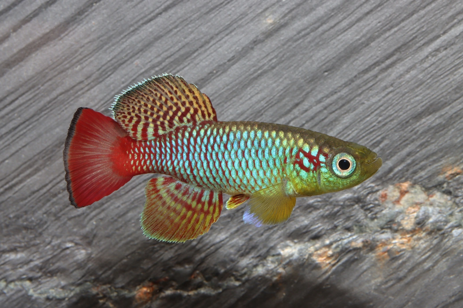 Foto de Nothobranchius guentheri em ambiente natural ou aquário