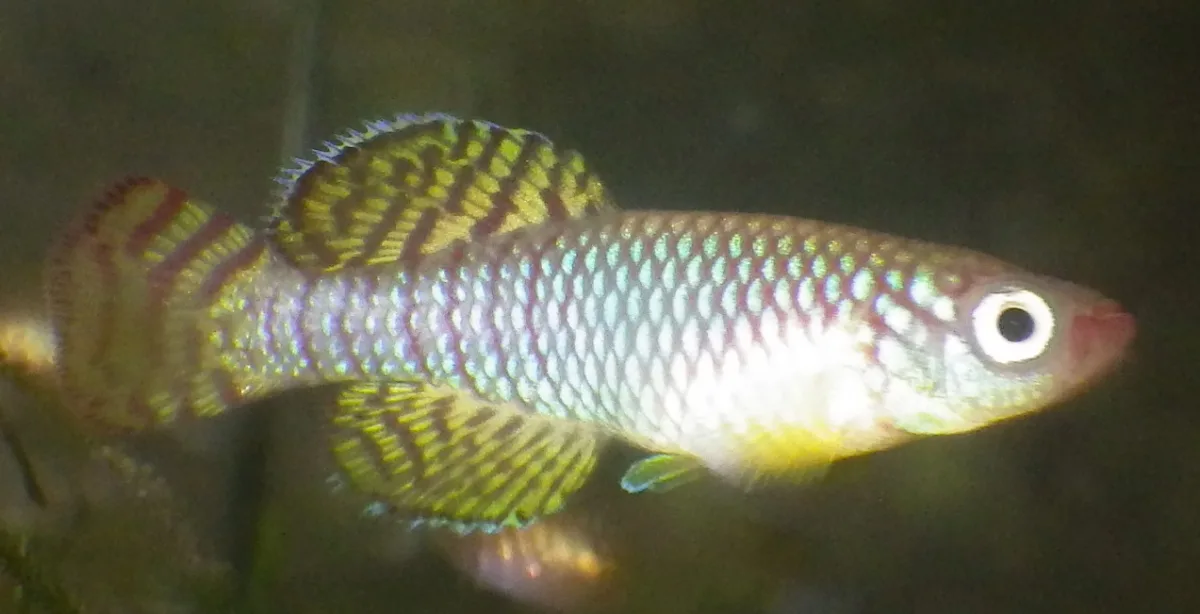 Foto de Nothobranchius Korthausae em ambiente natural ou aquário