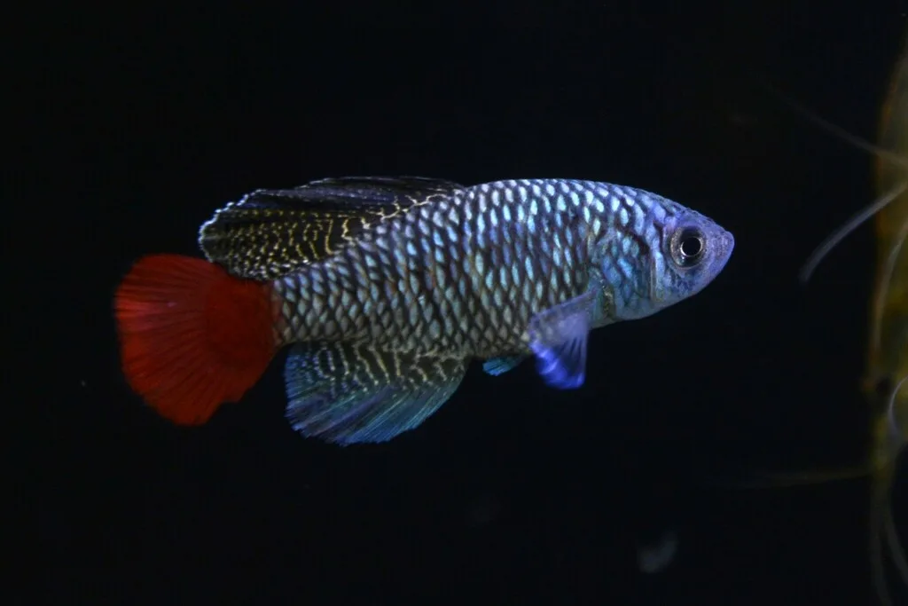 Foto de Nothobranchius patrizii em ambiente natural ou aquário