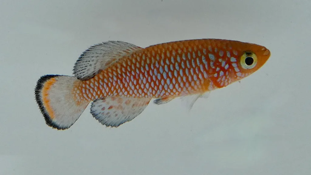 Foto de Nothobranchius rachovii em ambiente natural ou aquário