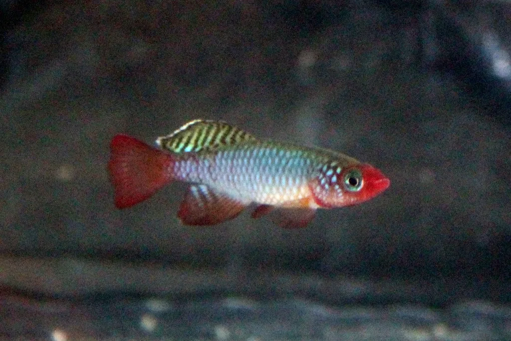 Foto de Nothobranchius rubripinnis em ambiente natural ou aquário