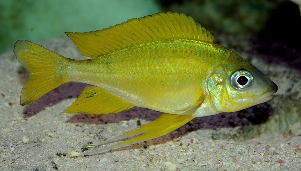 Foto de Ophthalmotilapia nasuta em ambiente natural ou aquário