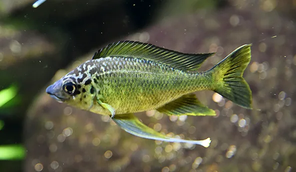 Foto de Ophthalmotilapia ventralis em ambiente natural ou aquário