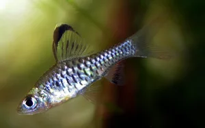 Foto de Oreichthys cosuatis em ambiente natural ou aquário