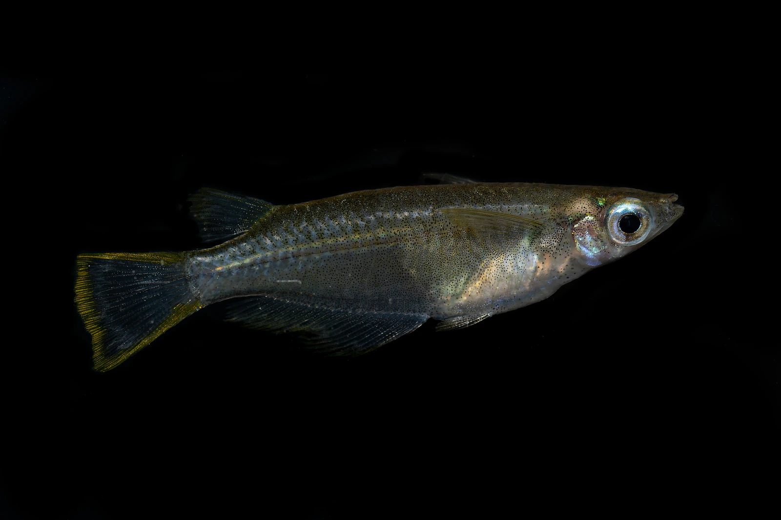 Foto de Oryzias javanicus em ambiente natural ou aquário