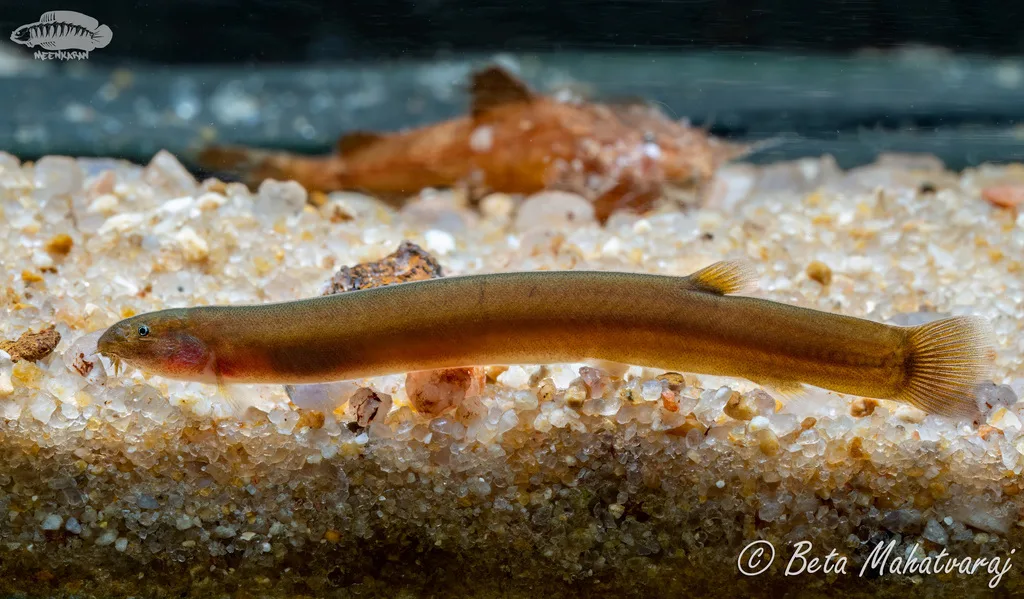 Foto de Pangio pangia em ambiente natural ou aquário