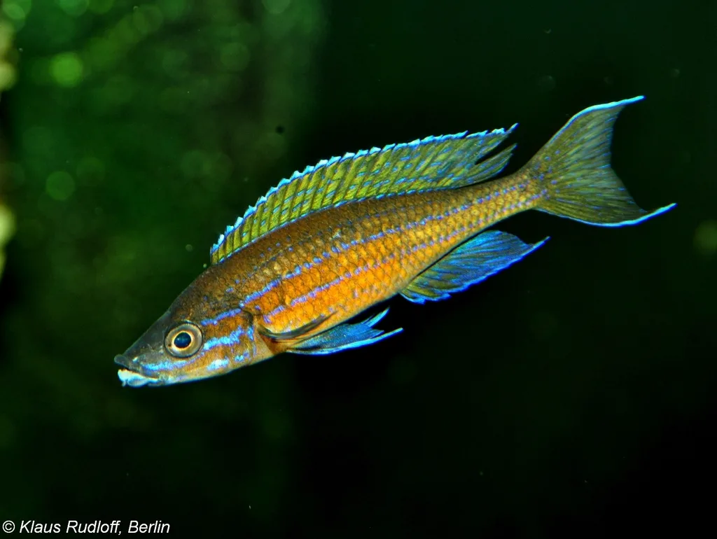 Foto de Paracyprichromis nigripinnis em ambiente natural ou aquário