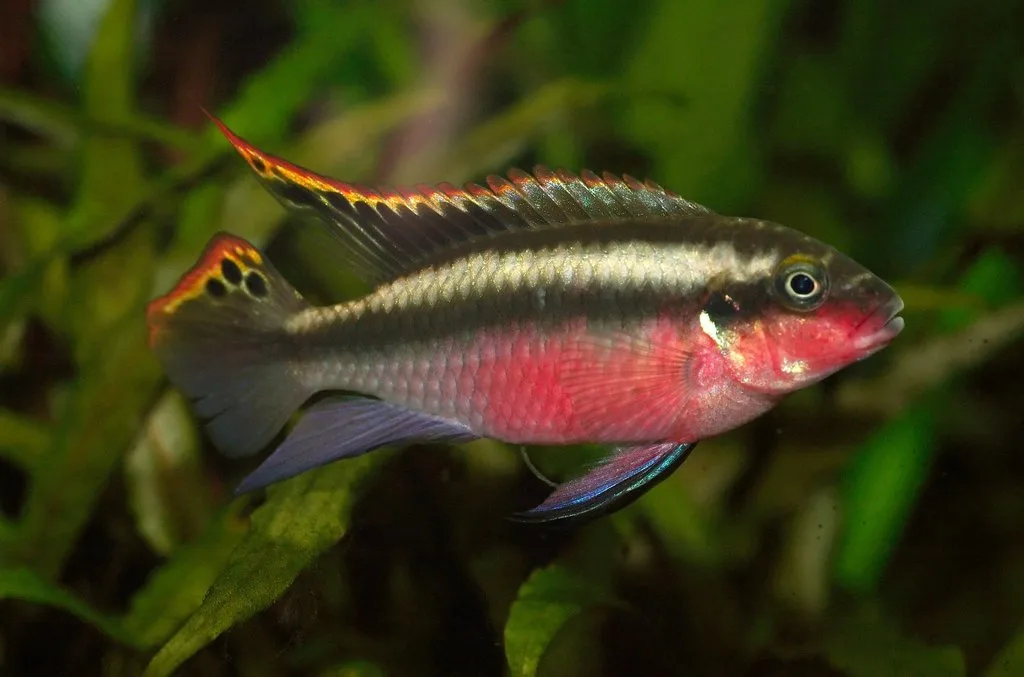 Foto de Pelvicachromis pulcher em ambiente natural ou aquário