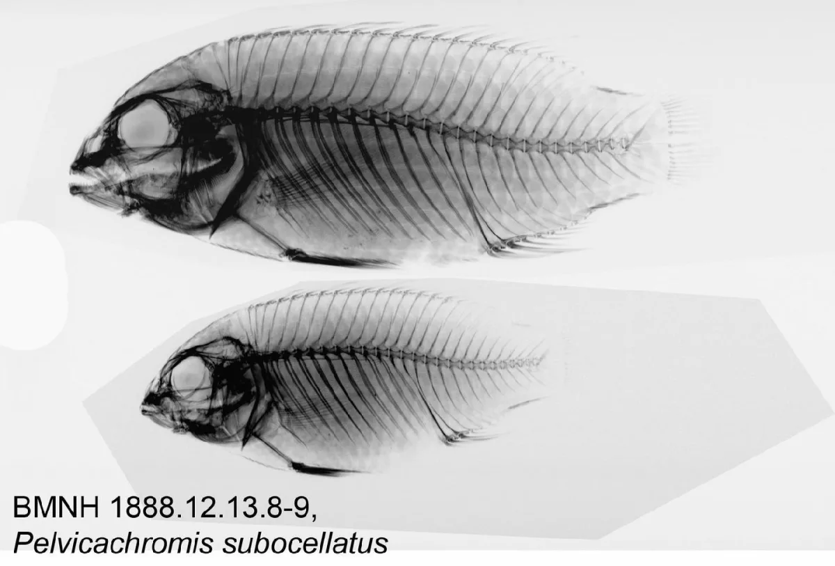 Foto de Pelvicachromis subocellatus em ambiente natural ou aquário