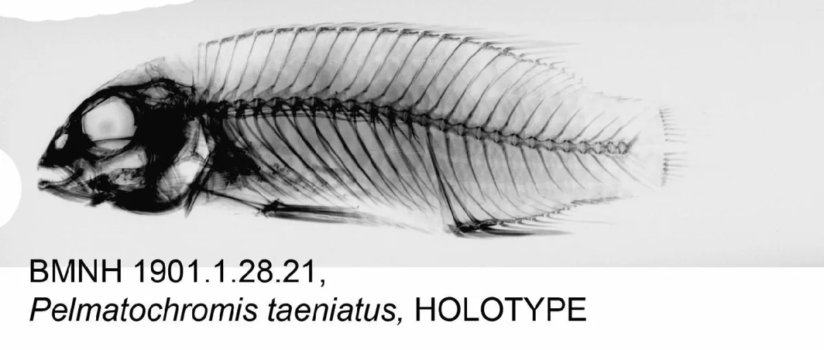 Foto de Pelvicachromis taeniatus em ambiente natural ou aquário