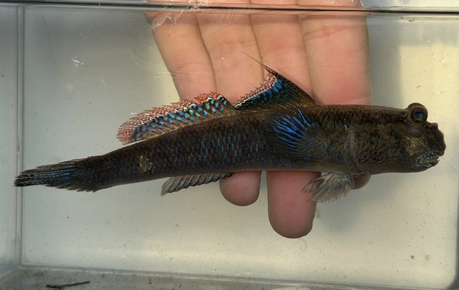Foto de Periophthalmodon septemradiatus em ambiente natural ou aquário