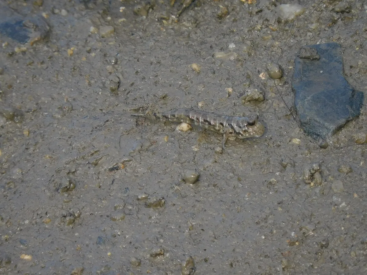 Foto de Periophthalmus argentilineatus em ambiente natural ou aquário
