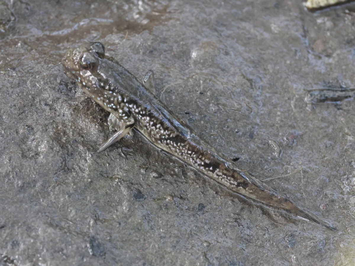 Foto de Periophthalmus barbarus em ambiente natural ou aquário