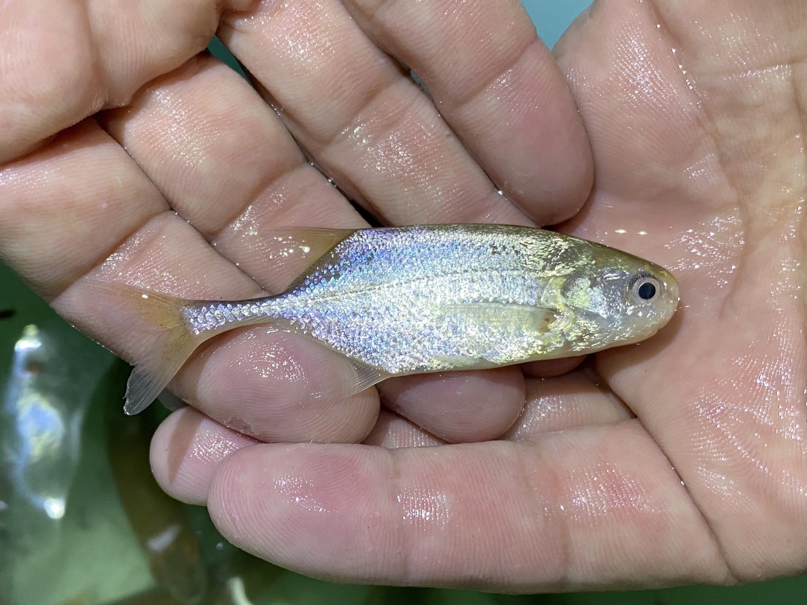 Foto de Petrocephalus simus em ambiente natural ou aquário