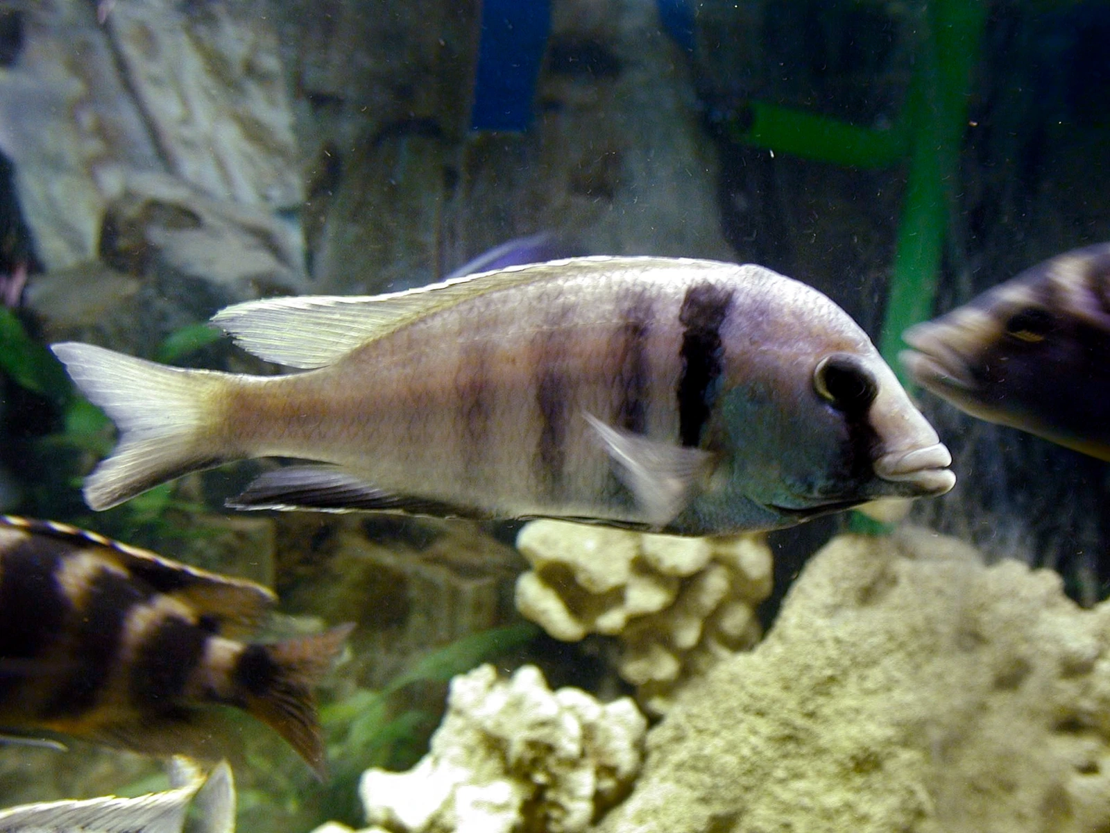 Foto de Placidochromis electra em ambiente natural ou aquário