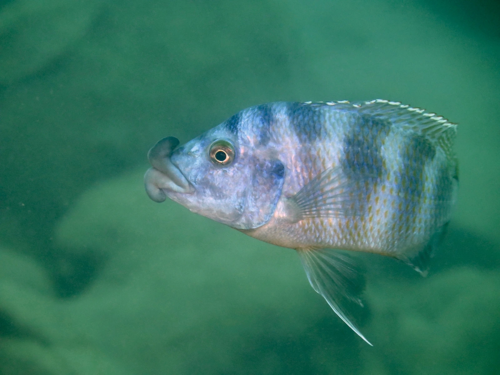 Foto de Placidochromis milomo em ambiente natural ou aquário