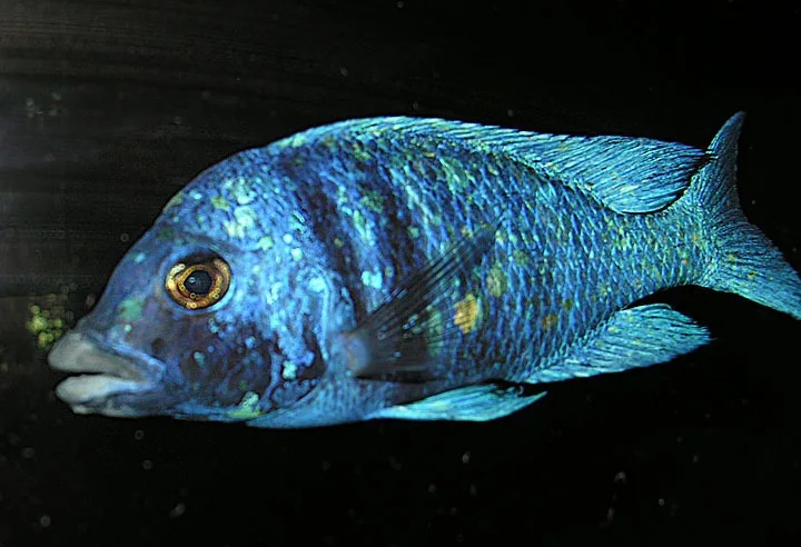 Foto de Placidochromis phenochilus em ambiente natural ou aquário