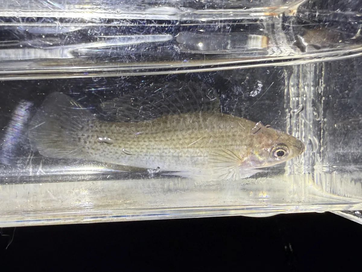 Foto de Poecilia latipinna em ambiente natural ou aquário