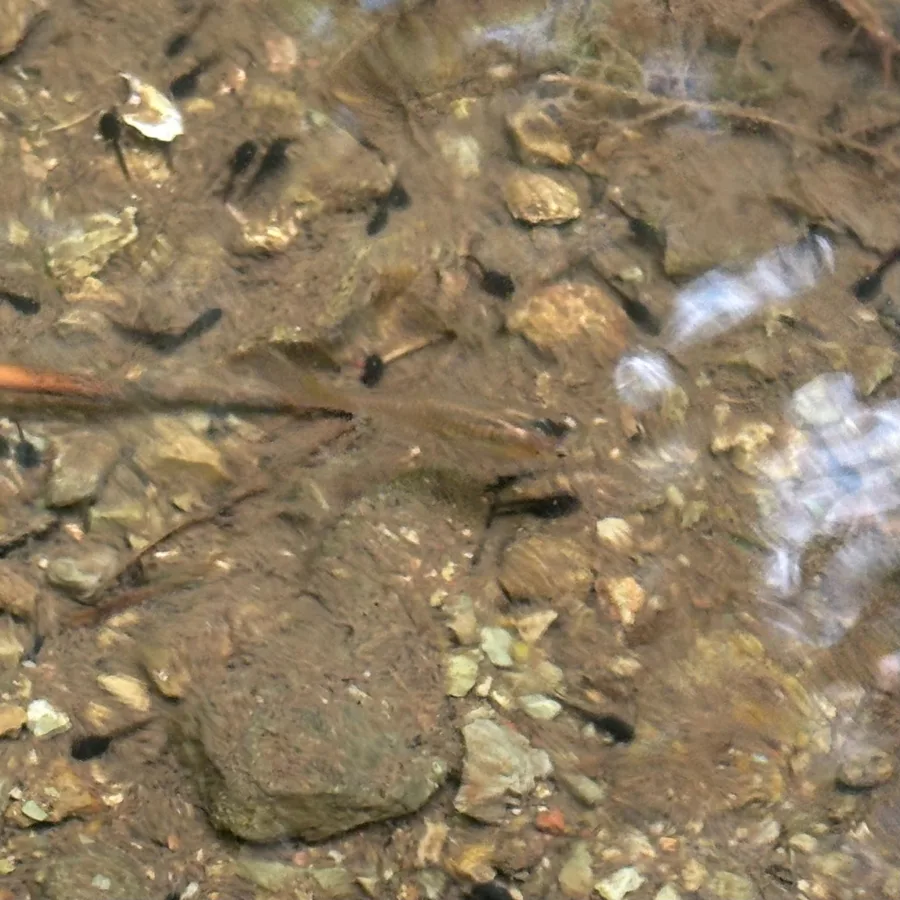 Foto de Poecilia reticulata em ambiente natural ou aquário